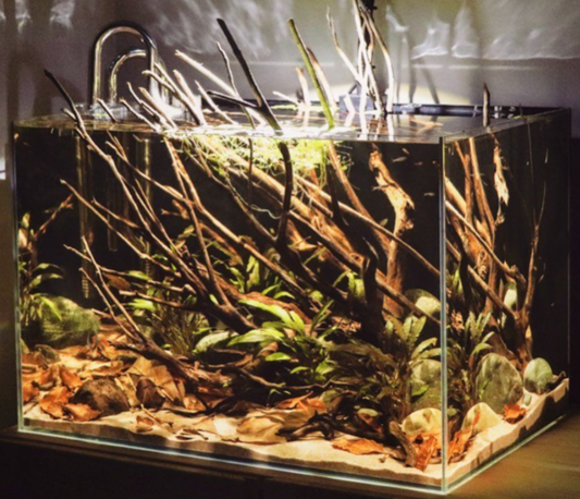 Blackwater Aquarium