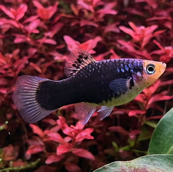 Black Platy with red plants in background