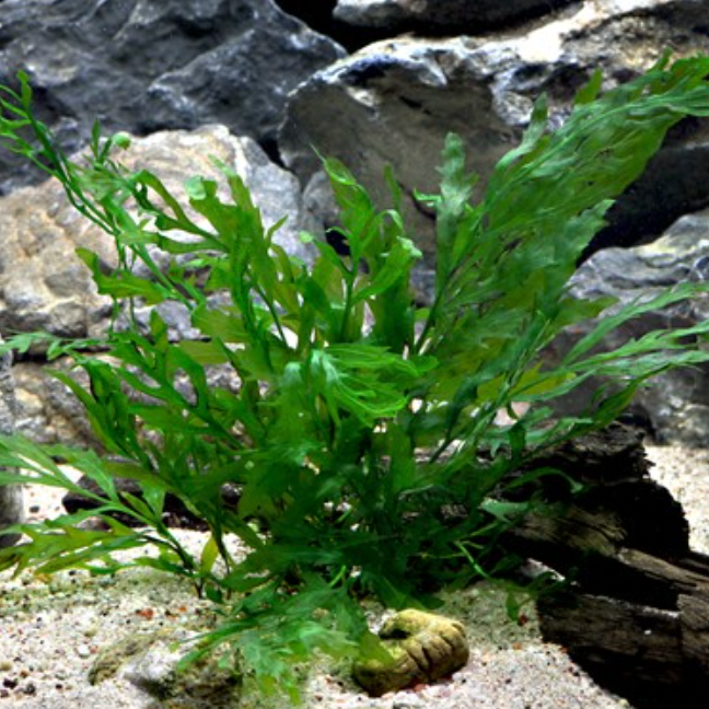 Bolbitis plant on driftwood