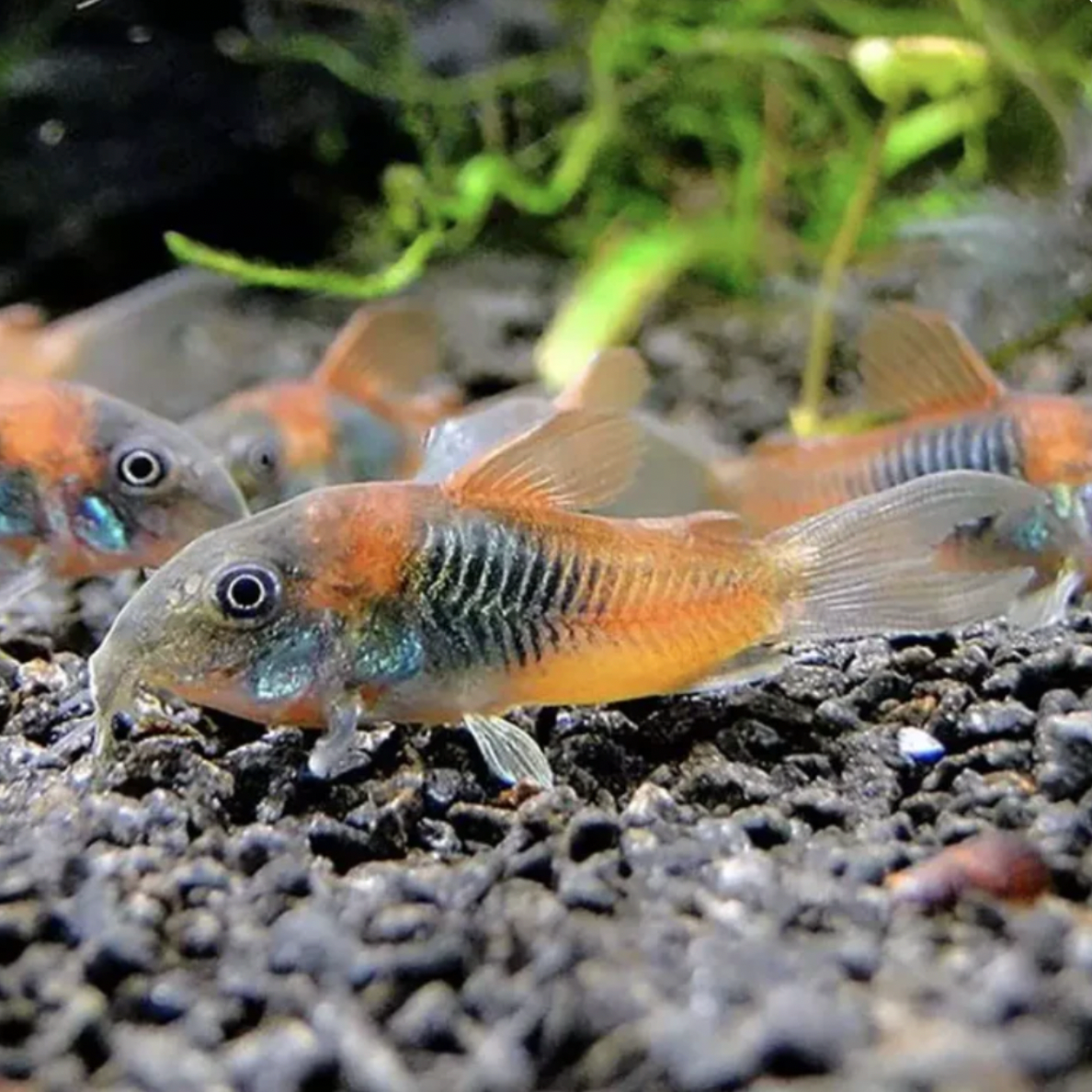 Small fish in an aquarium setting with gravel and plants
