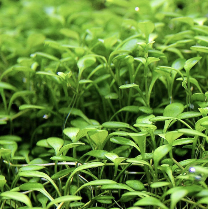 Glossostigma (Glossostigma elatinoides)