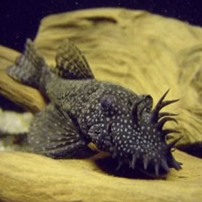 Catfish - Common Bristlenose (Ancistrus sp)