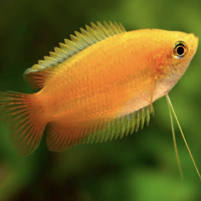 Gourami - Golden Honey Dwarf (Trichogaster chuna)