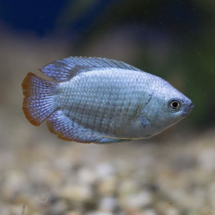 Gourami - Dwarf Blue Coral (Trichogaster lalius)
