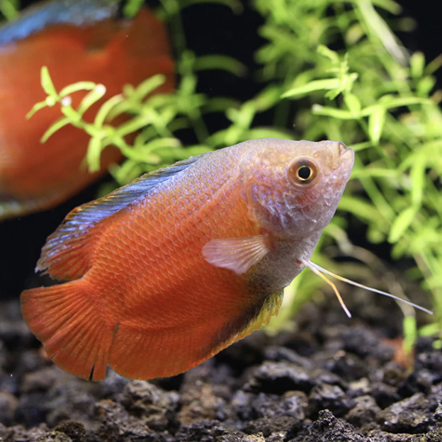 Gourami - Dwarf Flame (Trichogaster lalius)