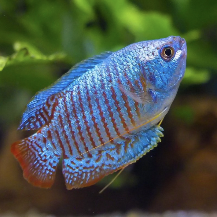 Gourami - Dwarf Neon (Trichogaster lalius)
