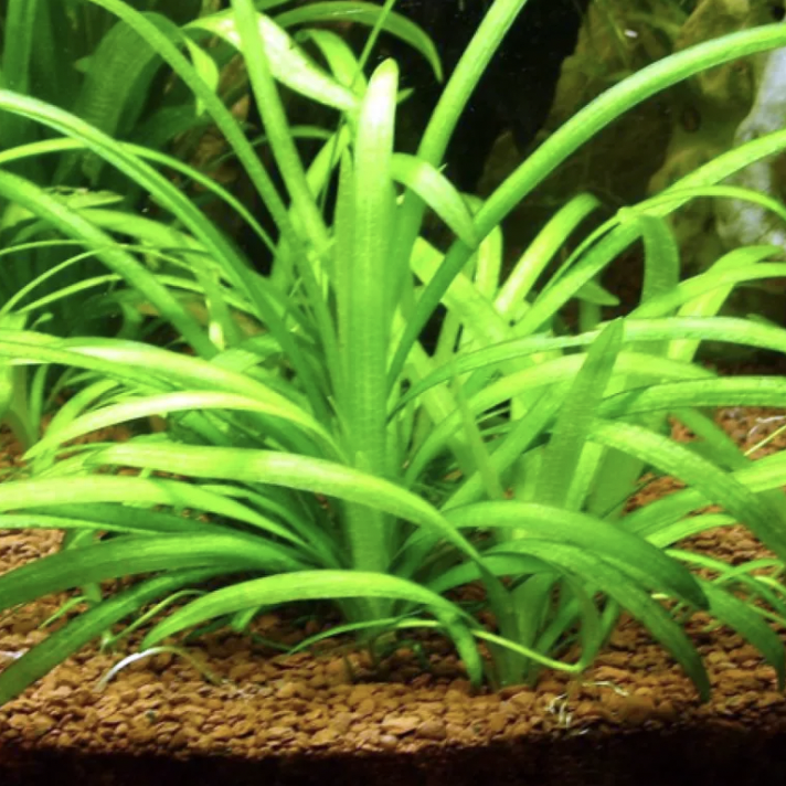 Sagittaria Subulata