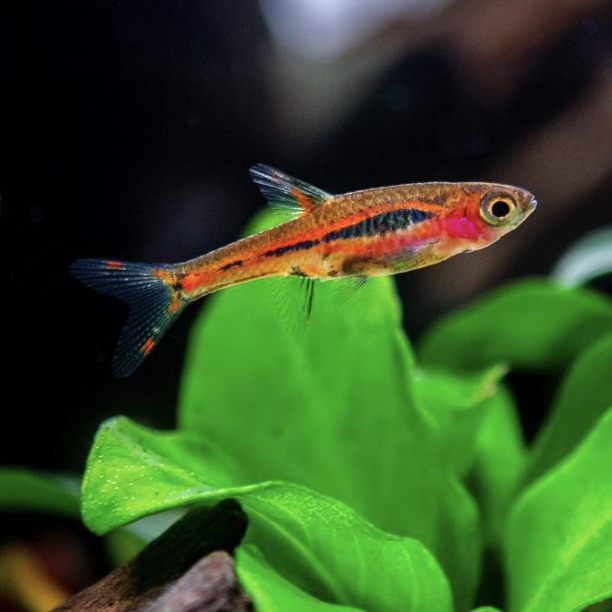 Rasbora - Chili (Boraras brigittae)
