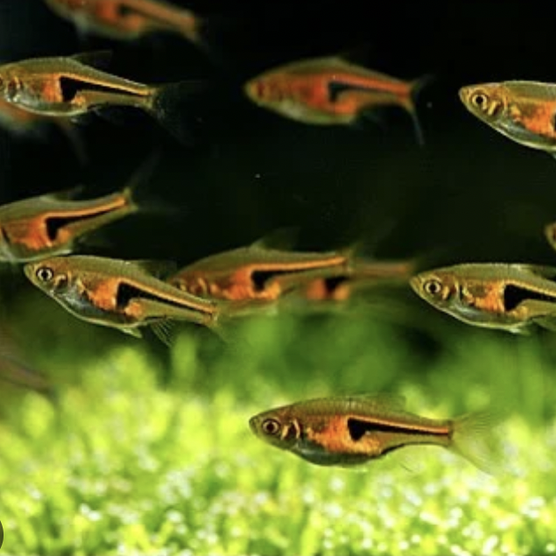 Rasbora - Hengels (Trigonostigma hengeli)