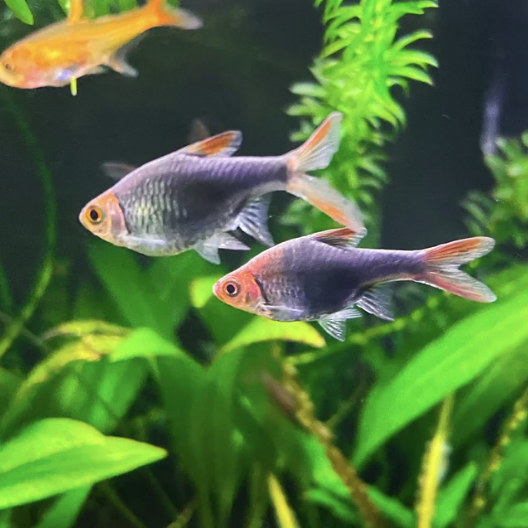 Rasbora - Purple Harlequin (Trigonostigma heteromorpha)