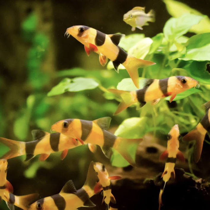Loach - Clown (Chromobotia macracanthus)