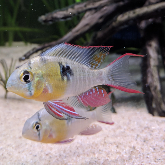 Ram - Bolivian Butterfly (Mikrogeophagus altispinosus)