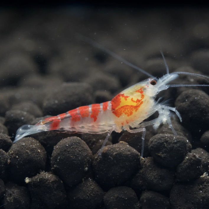 Red Calceo Shrimp