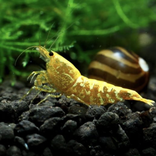 Yellow Pinto Shrimp (Caridina logemanni)