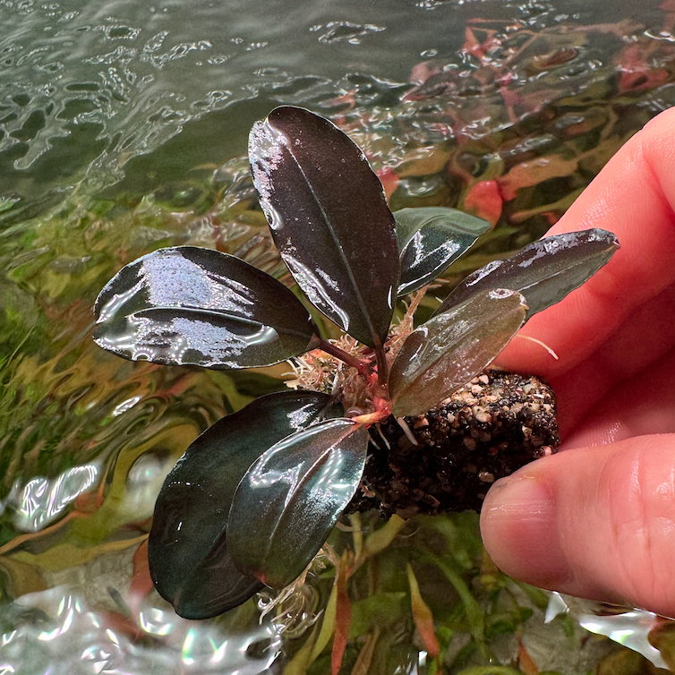 Plant Grafting Block