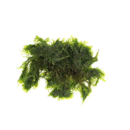 US Fissidens Moss