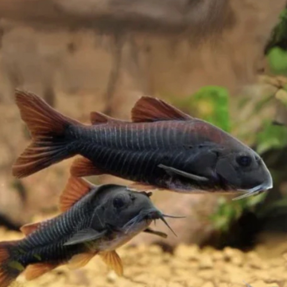 Corydoras - Black Venezuelan (Corydoras schultzei)