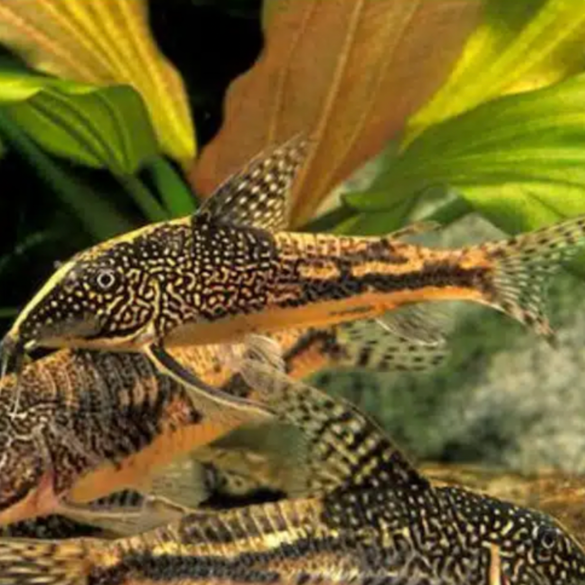 Corydoras - Barbatus (Scleromystax barbatus)