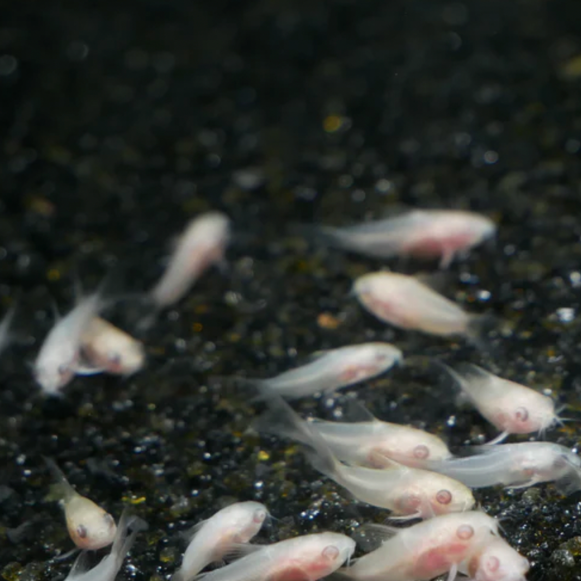 Corydoras - Albino Pygmy (Corydoras pygmaeus)