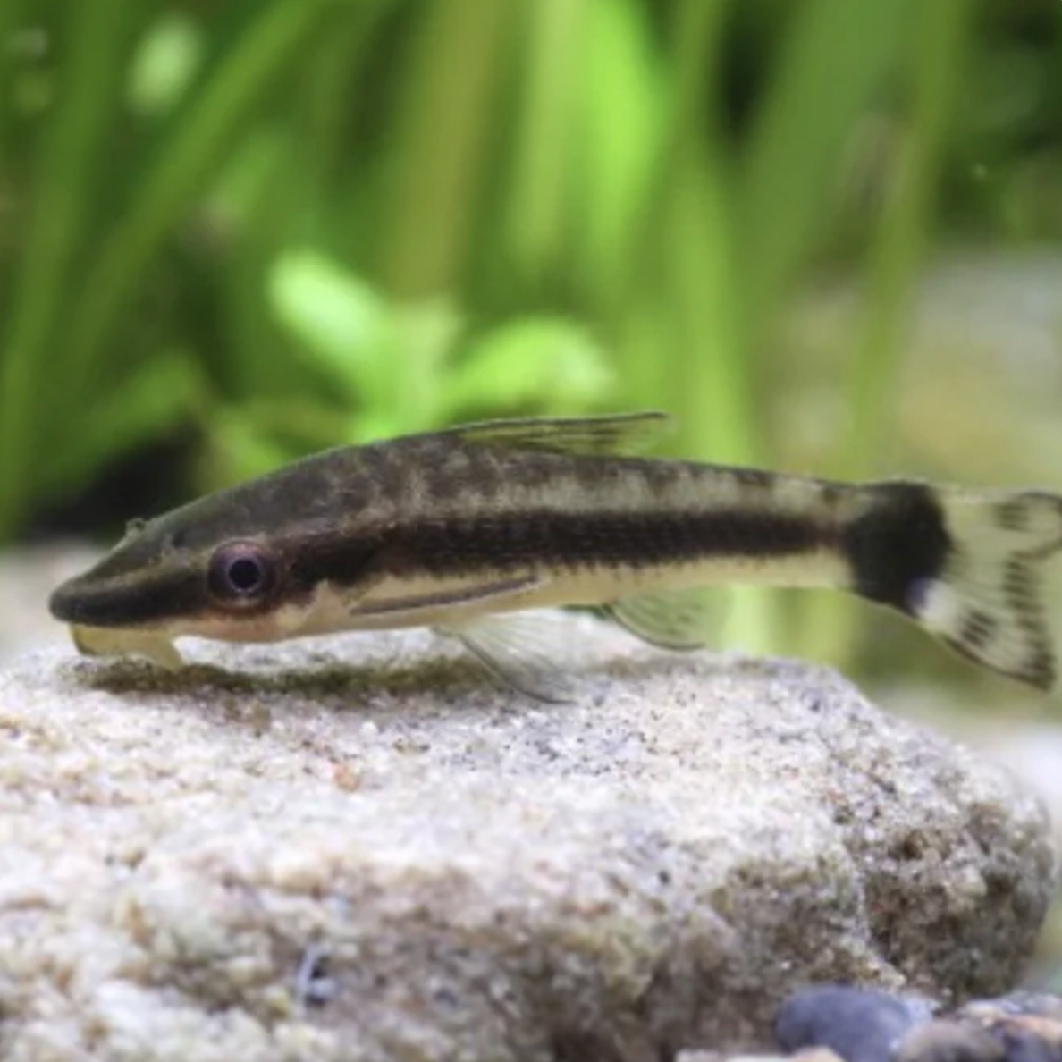 Catfish - Otocinclus (Otocinclus Arnoldi)