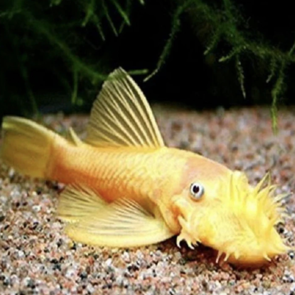 Catfish - Lemon Blue Eye (Ancistrus sp. L144)