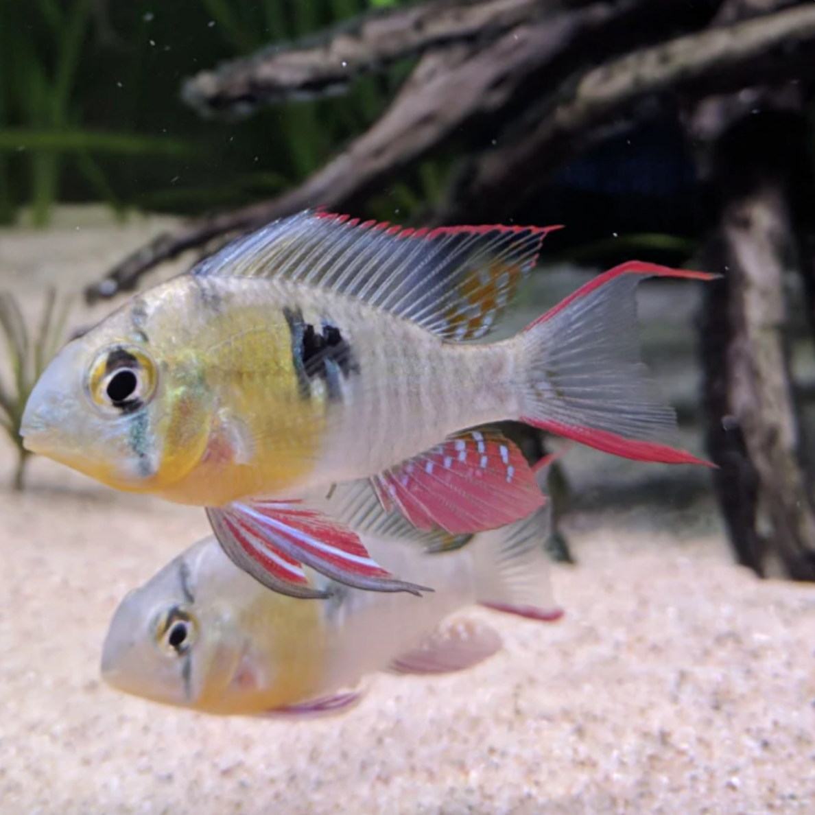 Ram - Bolivian Butterfly (Mikrogeophagus altispinosus)