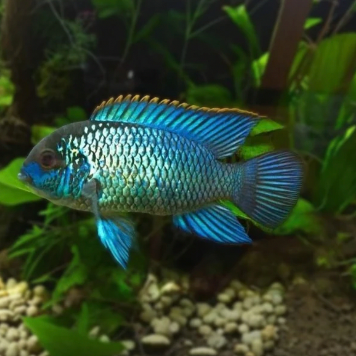 Acara - Neon Blue (Andinoacara pulcher)