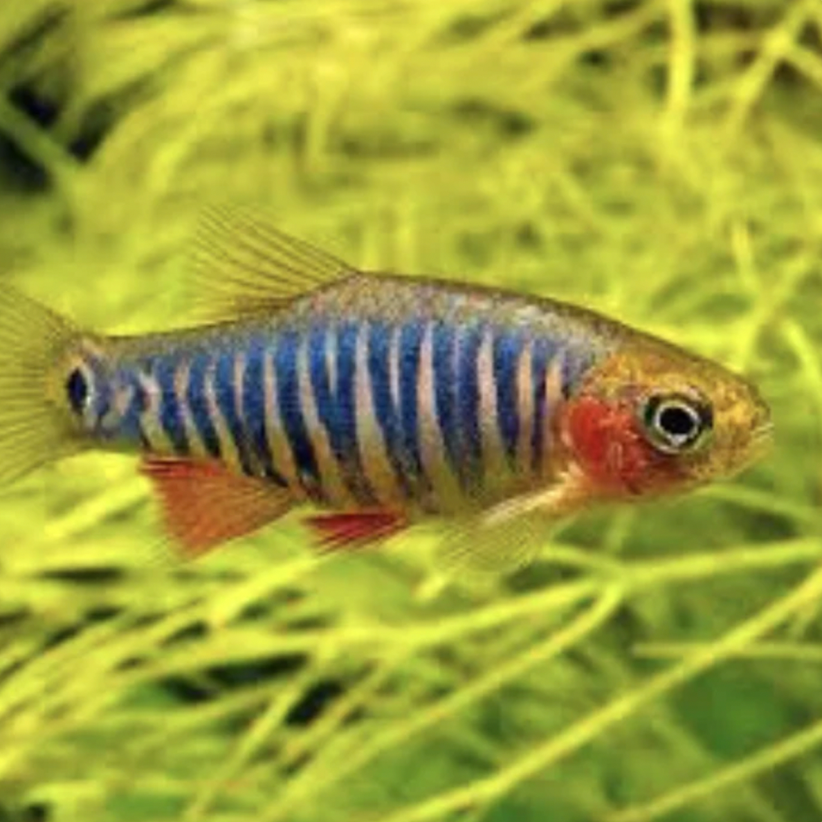 Danio - Emerald Dwarf Rasbora (Danio erythromicron)