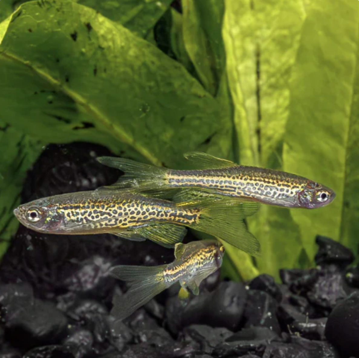 Danio - Longfin Leopard (Danio rerio)