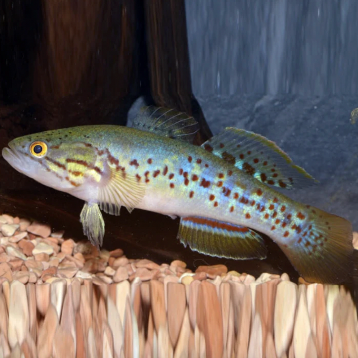 Gudgeon - Purple Spotted (Mogurnda adspersa)
