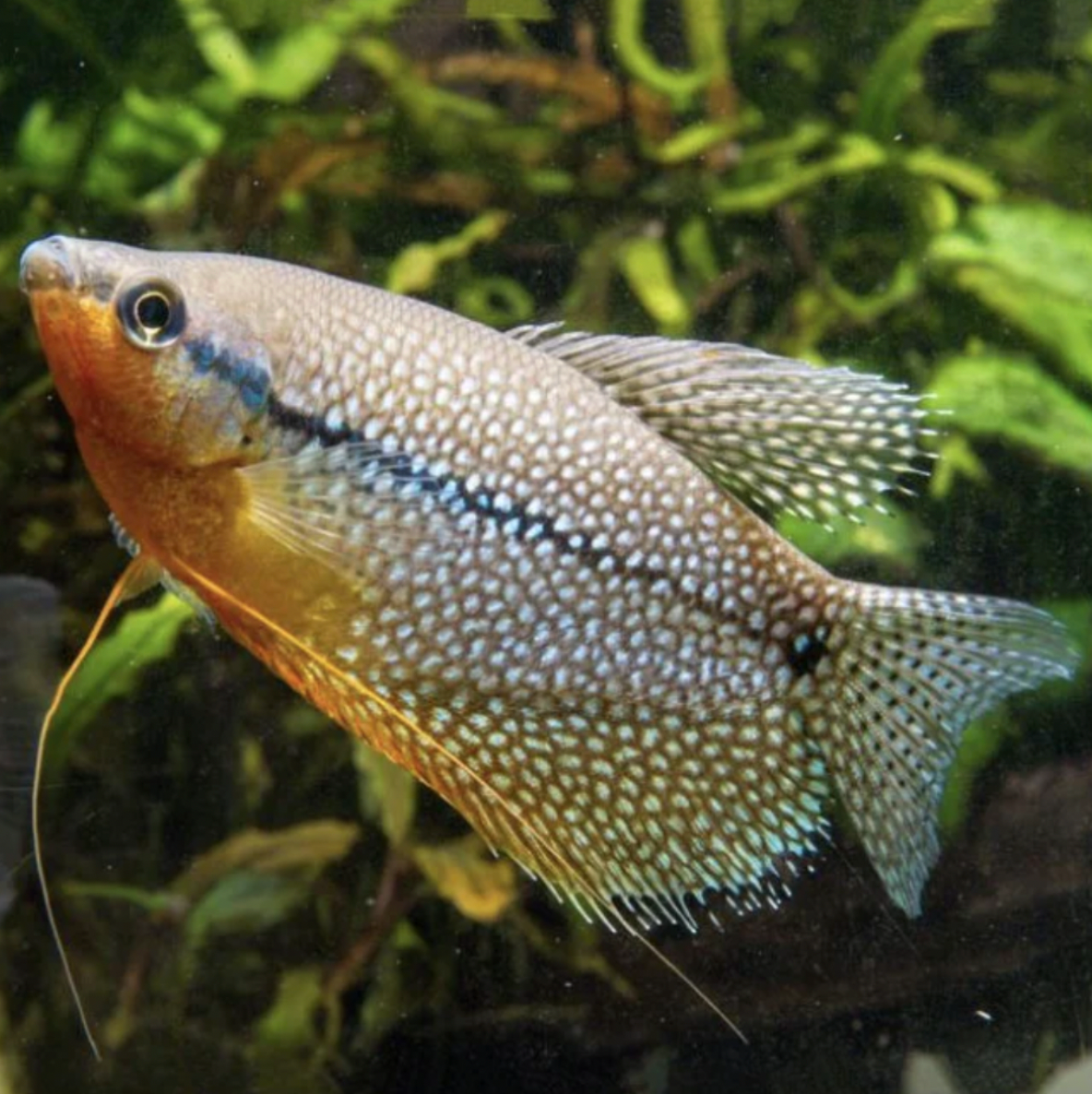 Gourami - Pearl (Trichopodus leerii)
