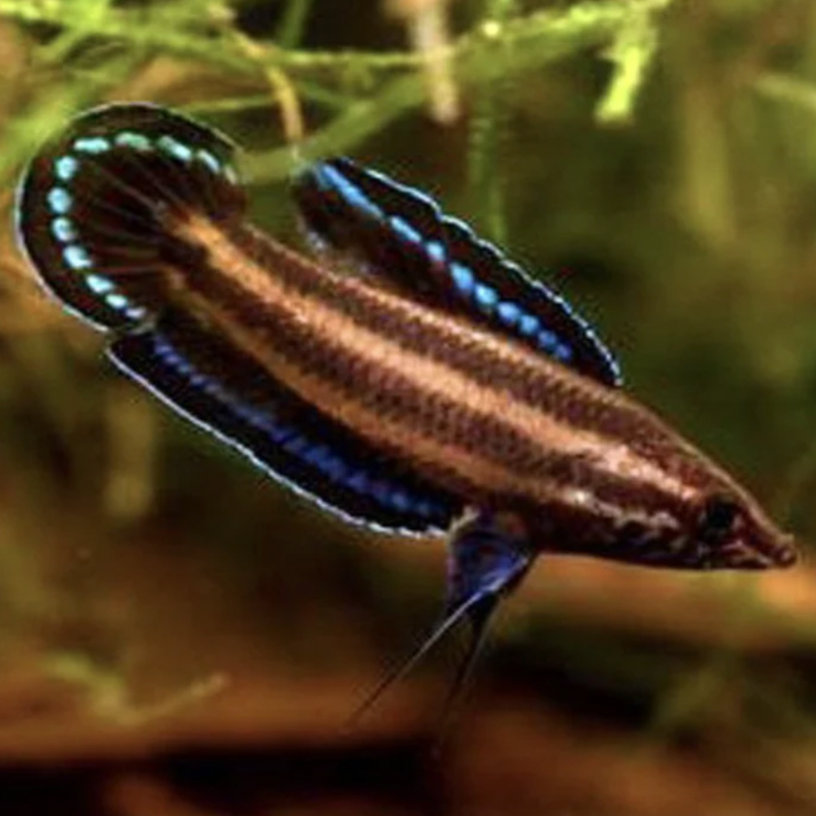 Gourami - Licorice (Parosphromenus deissneri)