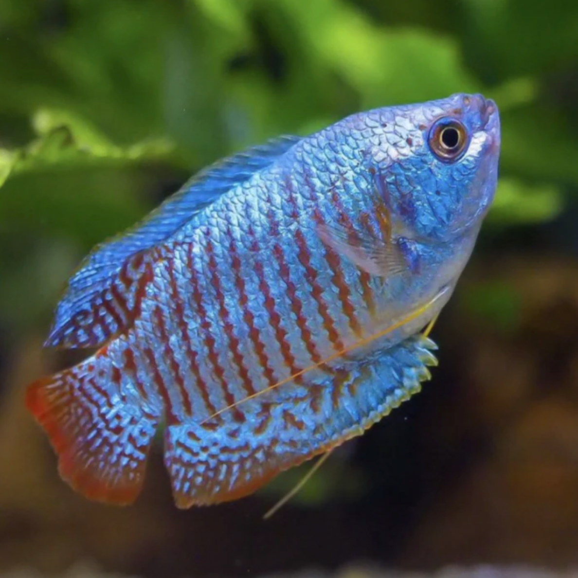 Gourami - Dwarf Neon (Trichogaster lalius)
