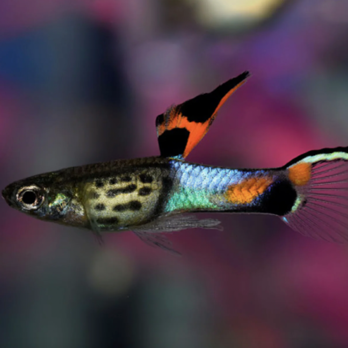Endler Guppy - Campoma 31 Blue Snake (Poecilia wingei)