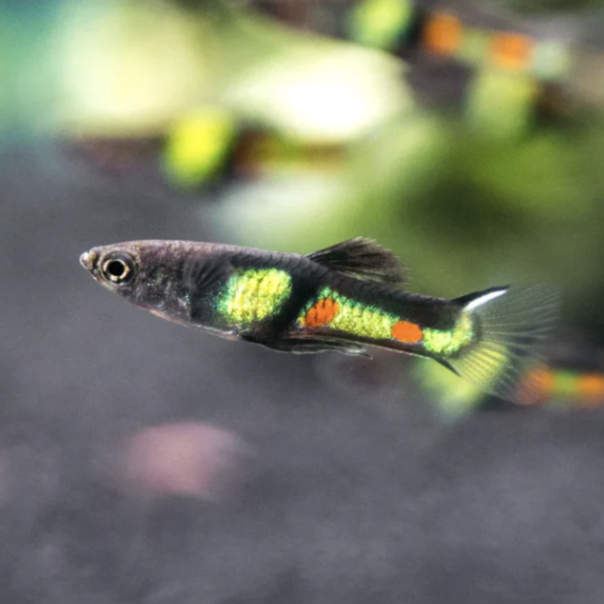 Endler Guppy - El Tigre (Poecilia wingei)