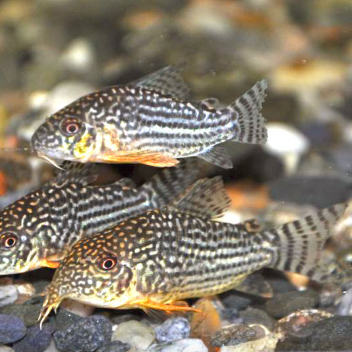 Corydoras - Sterbai (Corydoras sterbai)