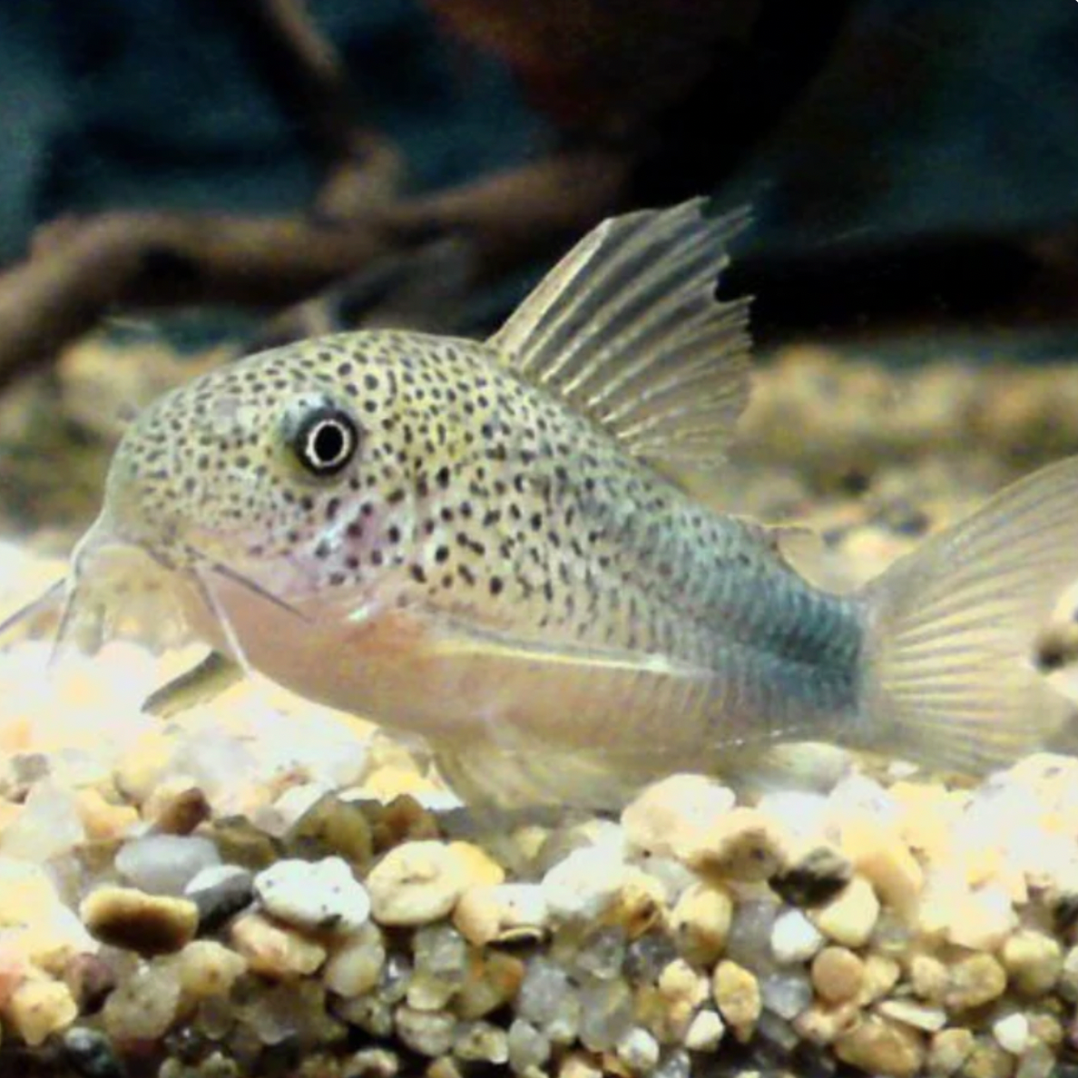 Corydoras - Smudge Spot (Hoplisoma similis)