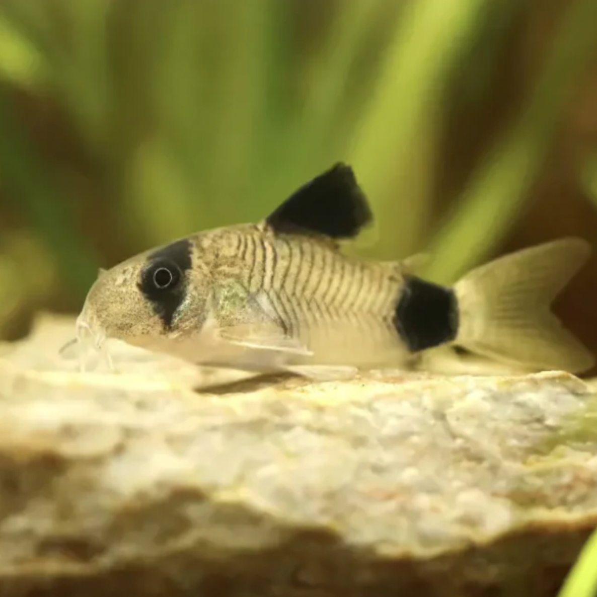 Corydoras - Panda (Hoplisoma panda)