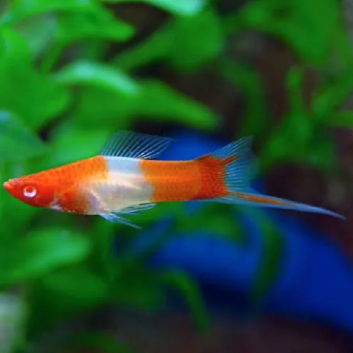 Swordtail - Kohaku Koi (Xiphophorus hellerii)