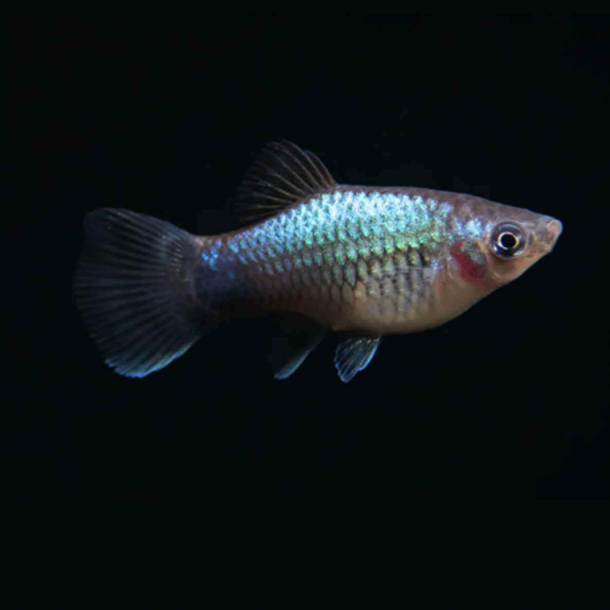 Platy - Neon Blue (Xiphophorus maculatus)
