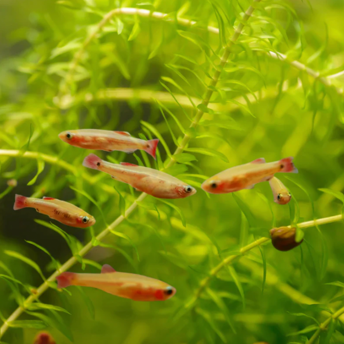 Minnow - Golden White Cloud (Tanichthys albonubes)