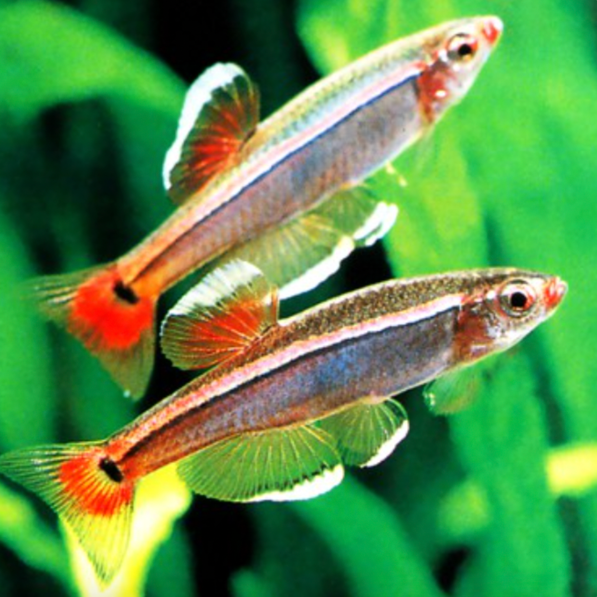 Minnow - White Cloud (Tanichthys albonubes)