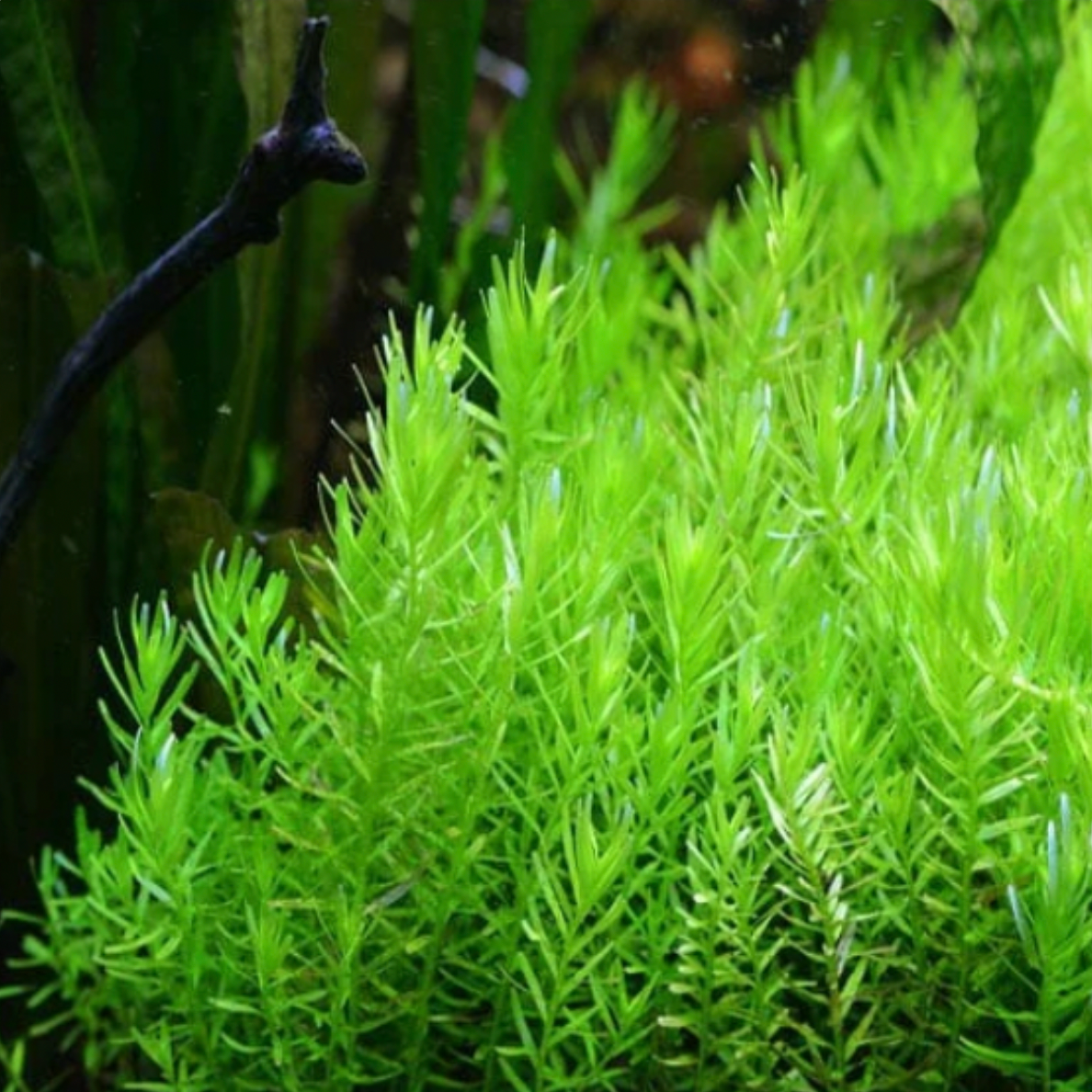 Rotala Green (Bunch)