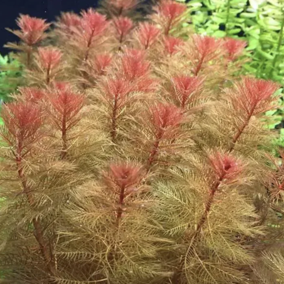 Myriophyllum Rorami (Bronze Milfoil) (Bunch)