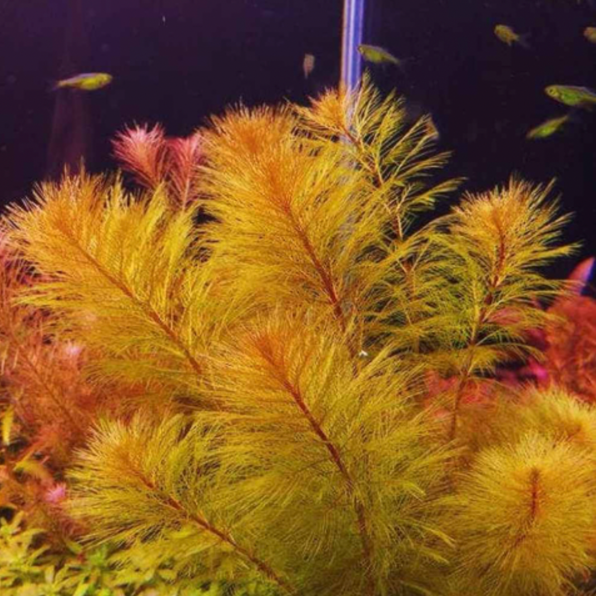 Myriophyllum Papillosum (Red Milfoil) (Bunch)