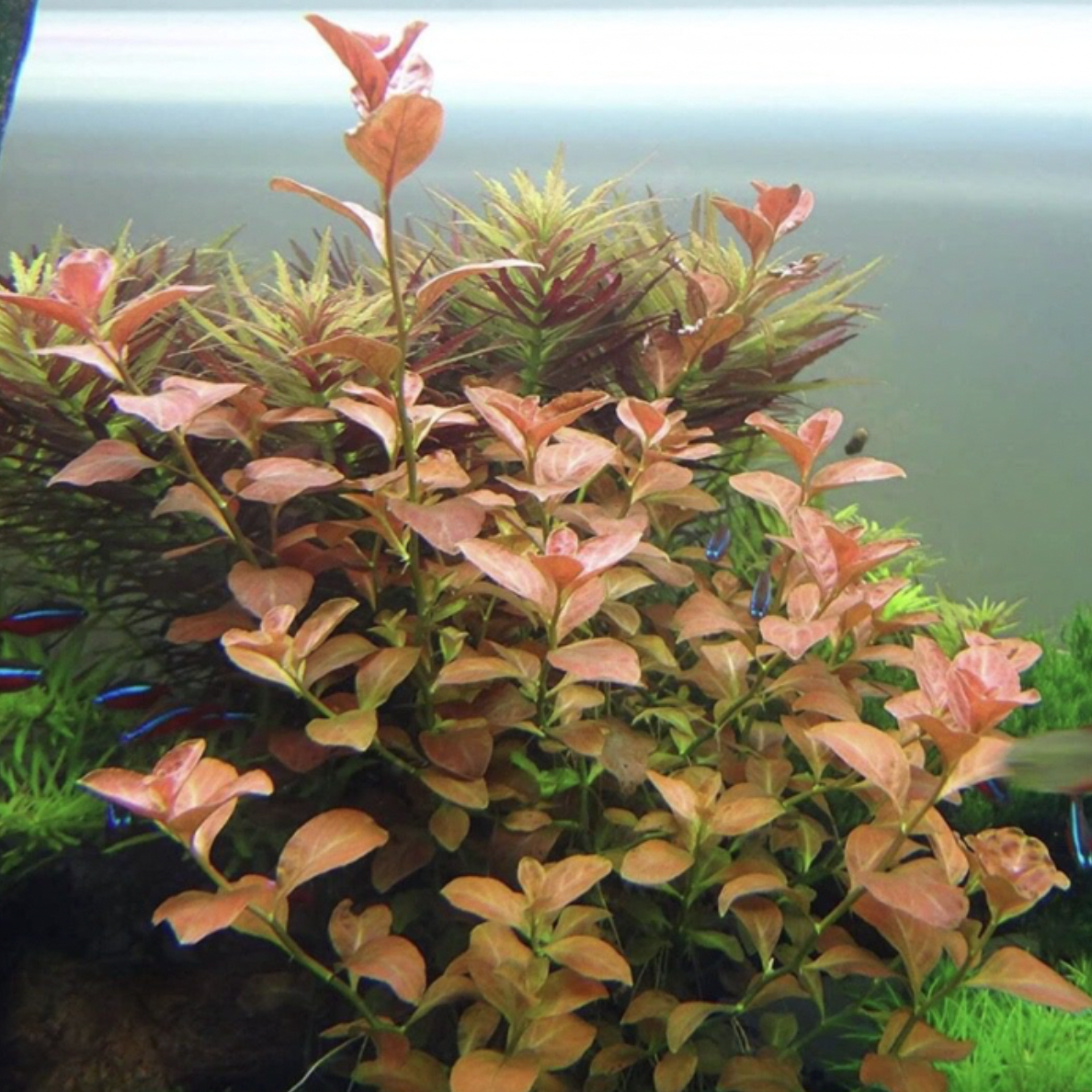 Ludwigia Ovalis