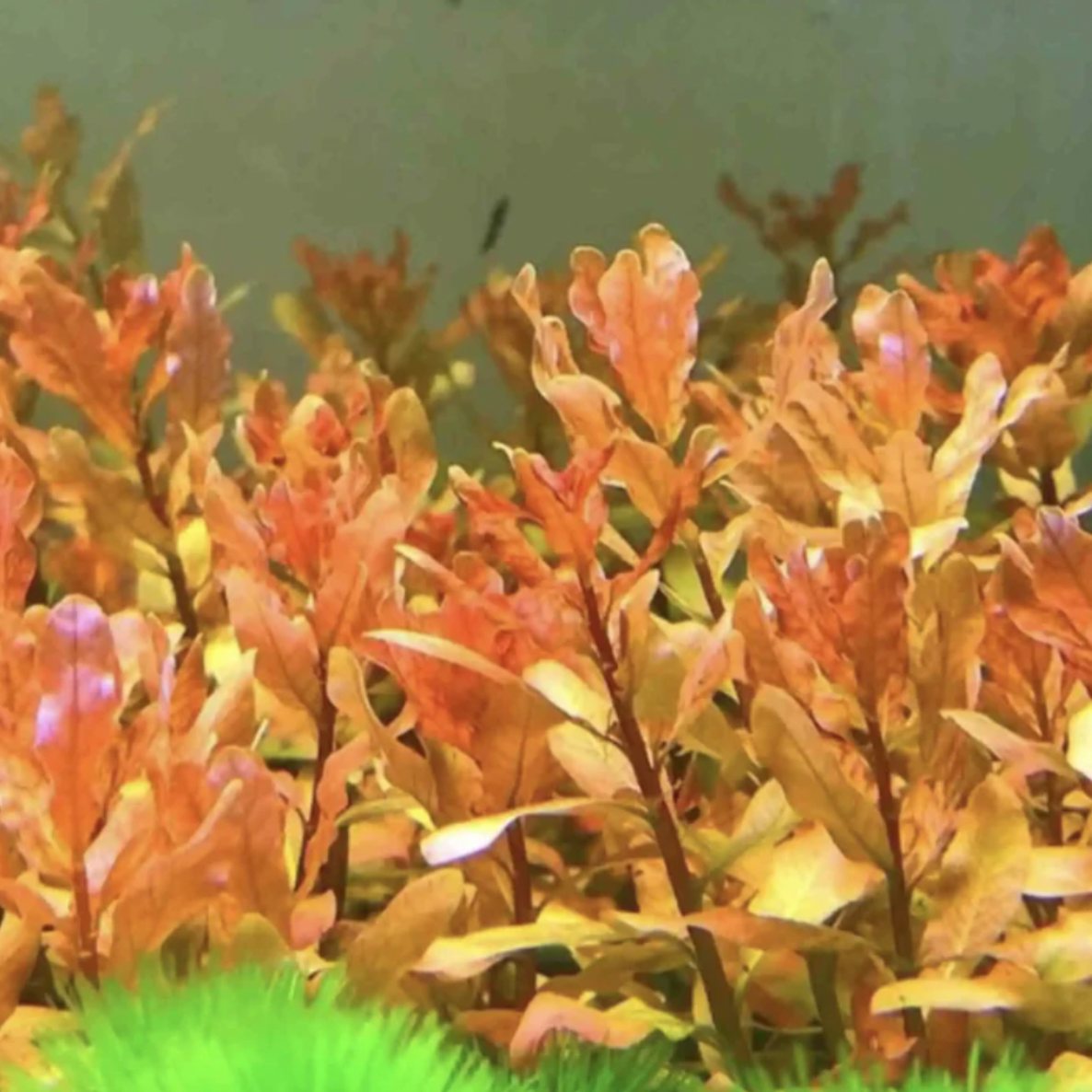 Ludwigia Inclinata (Bunch)