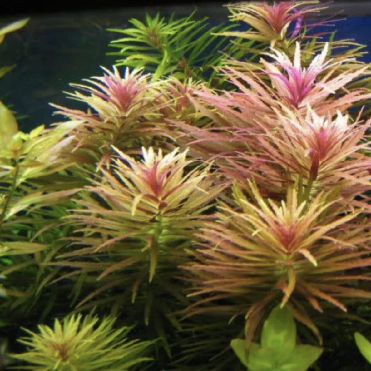 Limnophila Aromatica (Bunch)
