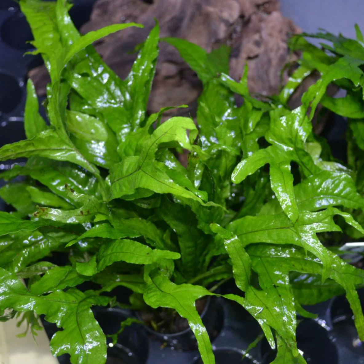 Java Fern - Thors Hammer (Microsorum pteropus)