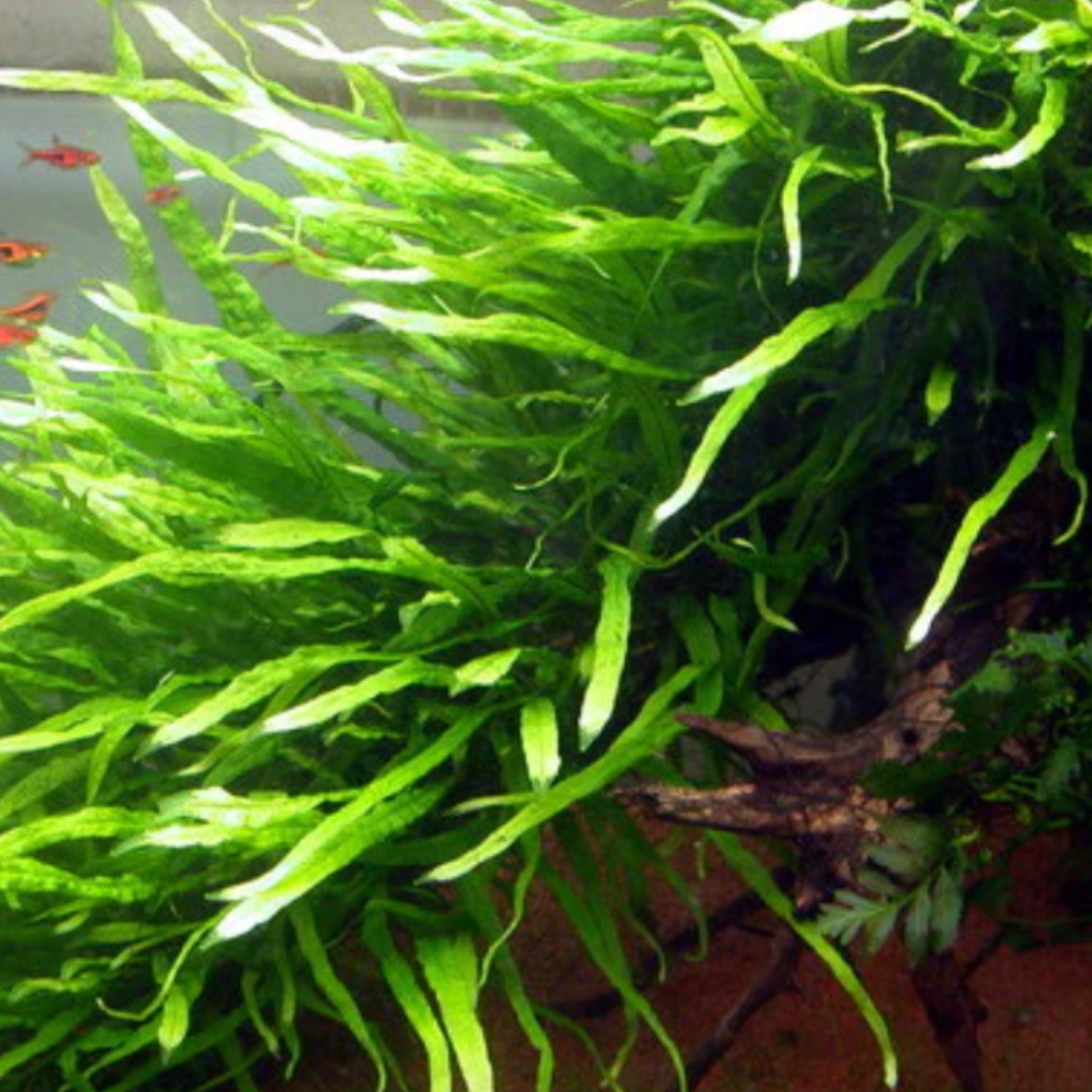 Java Fern - Needle Leaf (Microsorum pteropus)